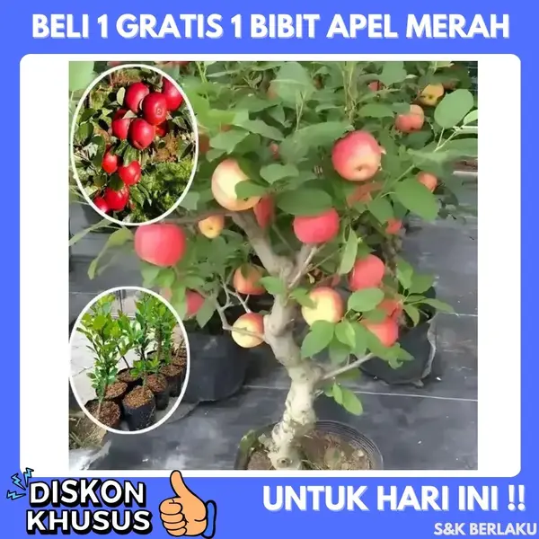 Bibit Apel Merah M15
