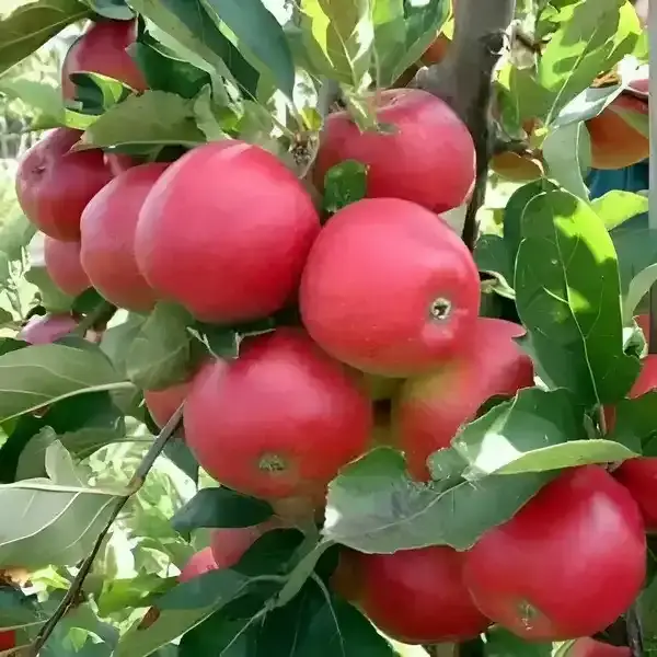 Bibit Apel Merah 3