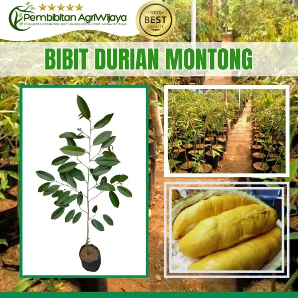 Bibit Durian 1