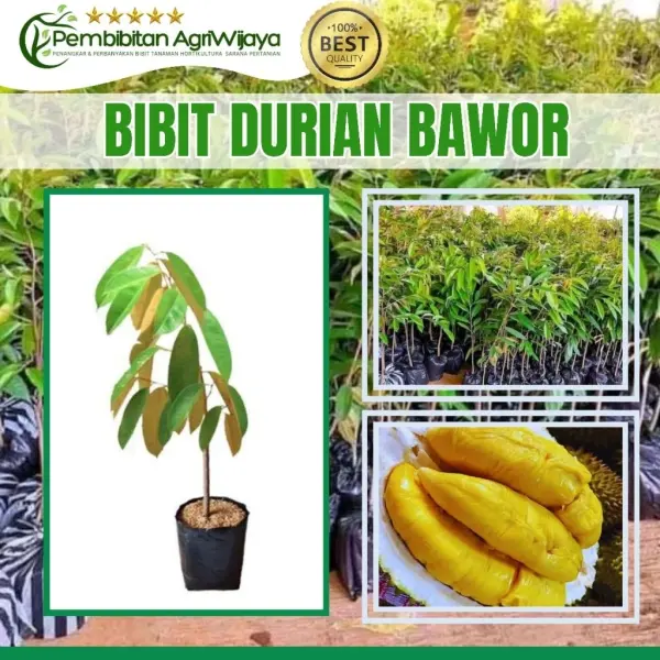 Bibit Durian 2