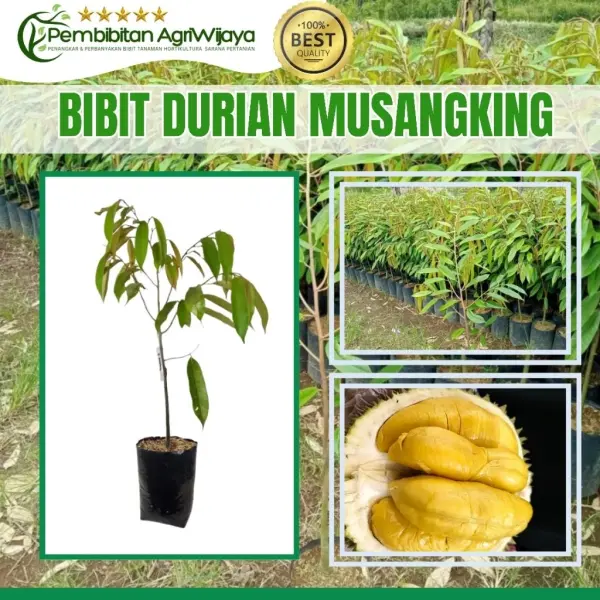 Bibit Durian 3