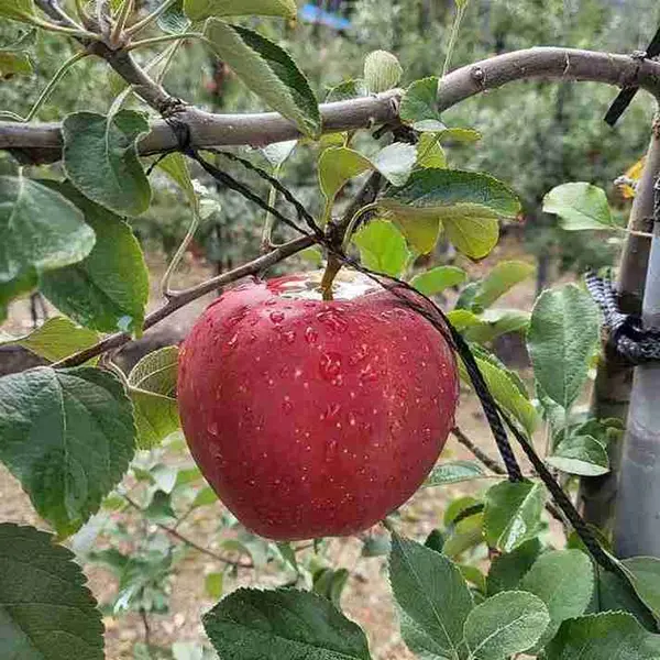 Buah Apel Merah