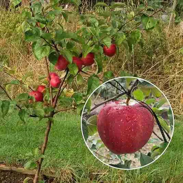 Pohon Apel Merah
