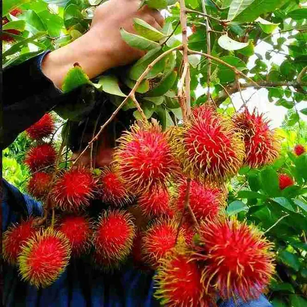 Rambutan Binjai 1
