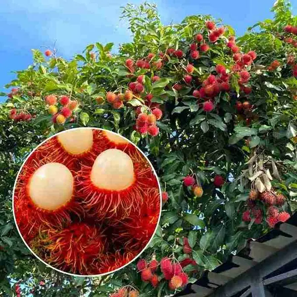 Pohon Rambutan Berbuah