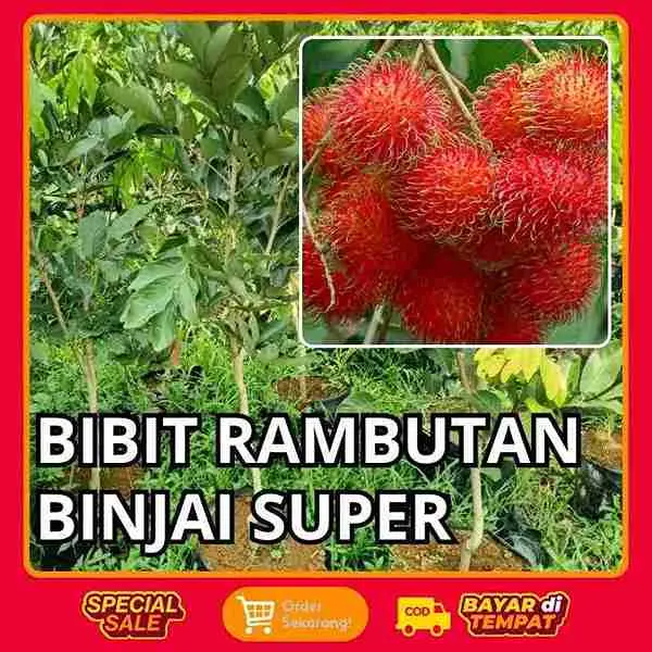 Bibit Rambutan Binjai C2