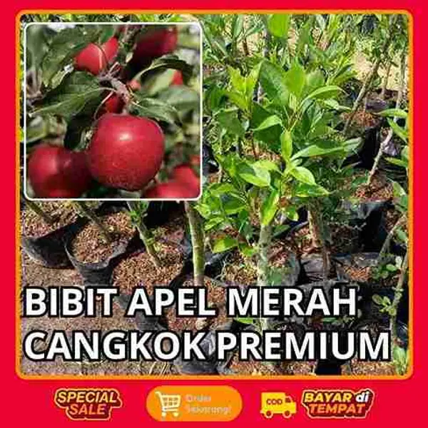 Bibit Apel Merah M2