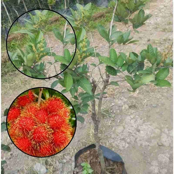 Hasil Rambutan Binjai